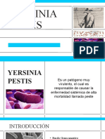 Yersinia Pestis