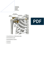 Articulaciones Extremidades Superiores e Inferiores