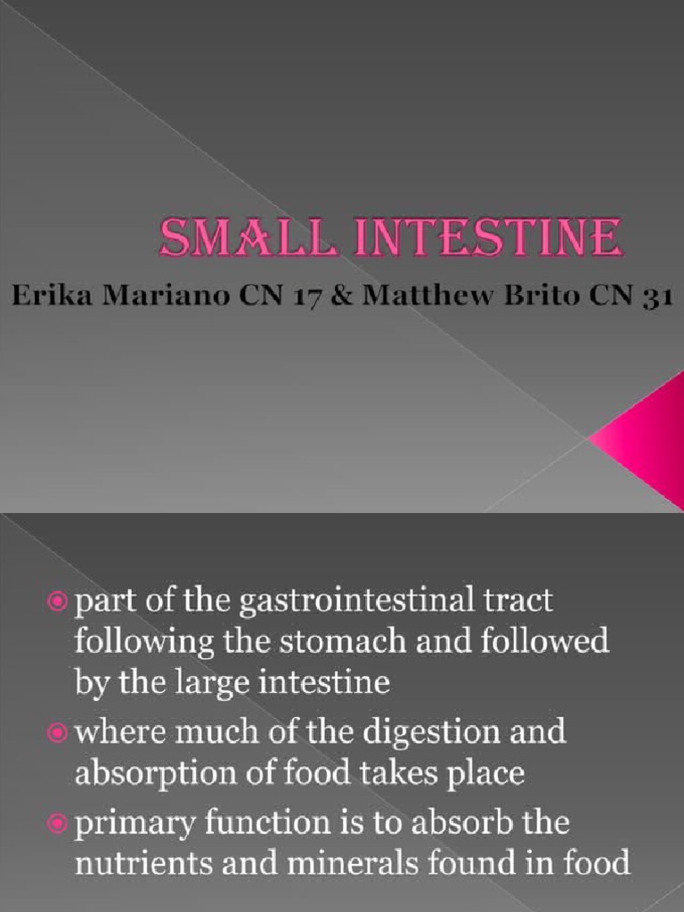 Small Intestine | PDF