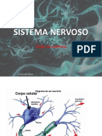 02 - Sistema Nervoso