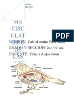 El Sistema Circulatorio de Las Aves