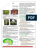 Photosynthesis & Respiration 