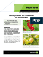 Omafra Growing Currants and Gooseberries For Home Gardens 22 033 en 2023 03 23