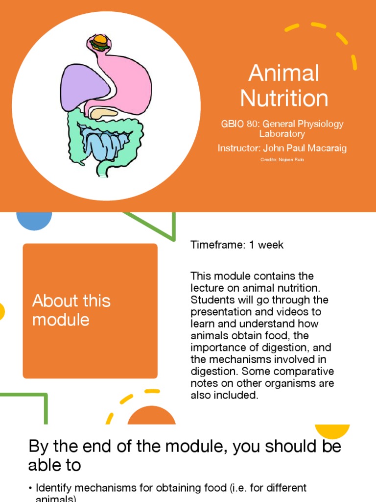 11 Animal Nutrition PDF Digestion Stomach