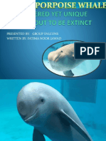 The Finless Porpoise Whale