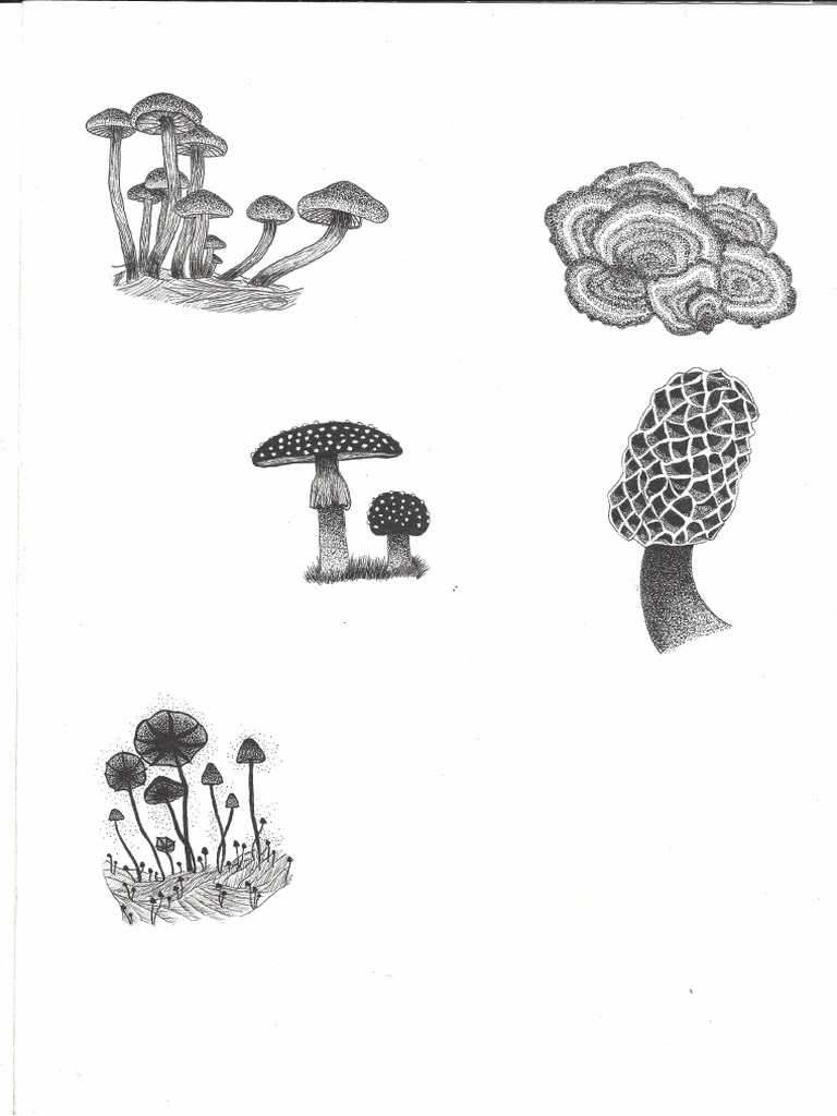 Fungi | PDF