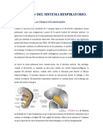 FORMACIÓN DEL SISTEMA RESPIRATORIO Cap.14