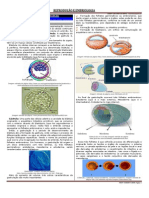 Gastrulação processo formação folhetos embrionários