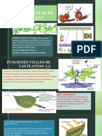 1°las Plantas Se Alimentan