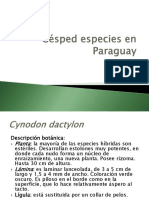 Clase 2 Césped Especies en Paraguay