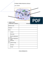 Actividad Estructura de La Celula