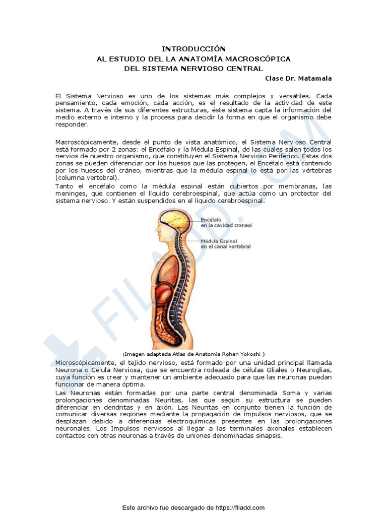Anatomía del Sistema Nervioso Central | PDF | Médula espinal | Materia gris