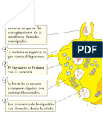 Fagocitosis