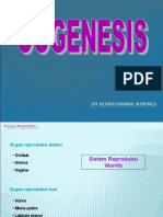 Oogenesis HB 2