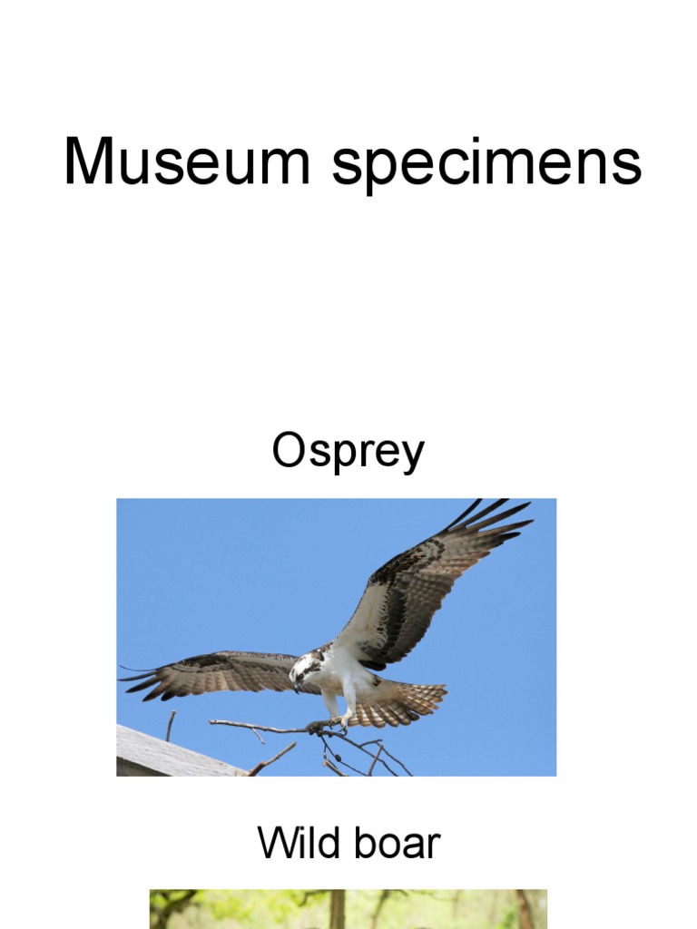 Museum Specimens PDF