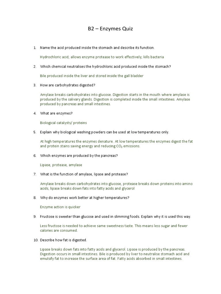 Enzymes Quiz Answers PDF Digestion Enzyme
