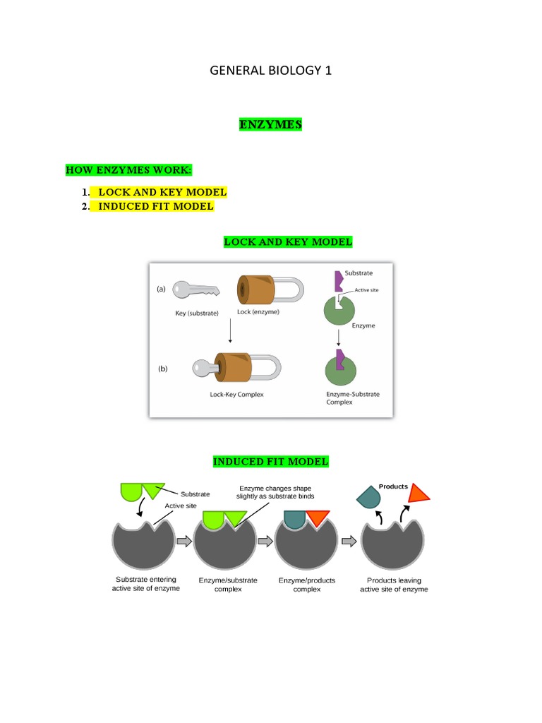 General Biology 1 (Factors Affecting Enzymes) PDF Enzyme Enzyme Assay