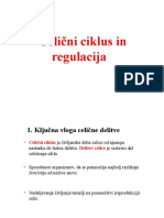 Celični Ciklus in Regulacija