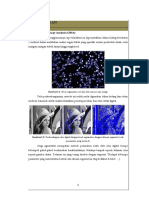 Introducing Object Based Classification Image and Segmentation Image