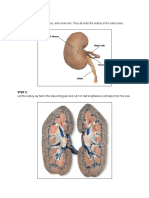 Kidney Dissection Guide PDF