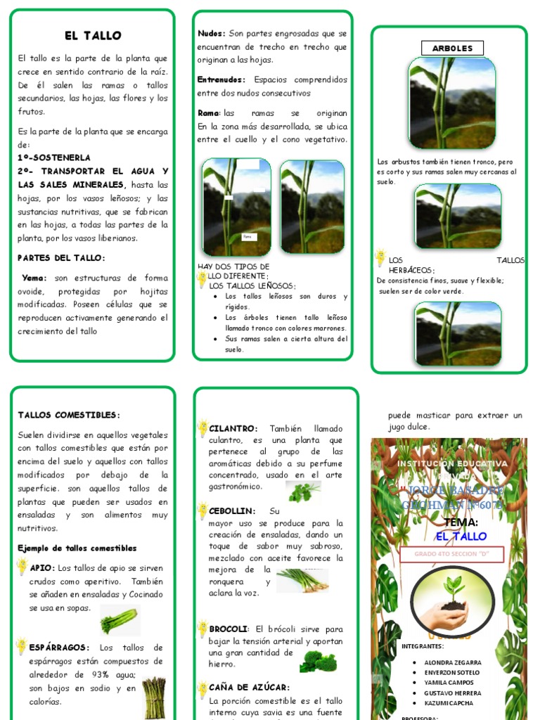 El Tallo: Funciones y Tipos | PDF | Tallo de la planta | Hoja