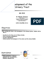 MD2011 Week 5 HRM Development of The Urinary Tract Notes