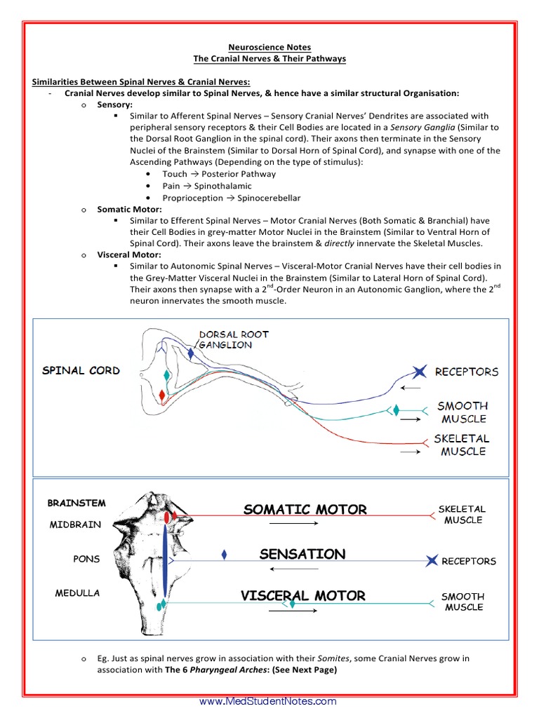 Cranial Nerves: Structure and Functions | PDF | Spinal Cord | Motor Neuron