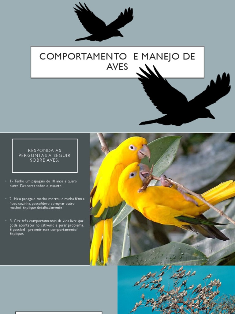 Aula 3 - Comportamento Aves | PDF