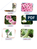 Clasificacion de Las Plantas