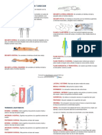 Terminos Anatomicos de Posicion y Direccion 1 187664 Downloable 1041902 2 4