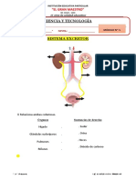 5 Sistema Excretor