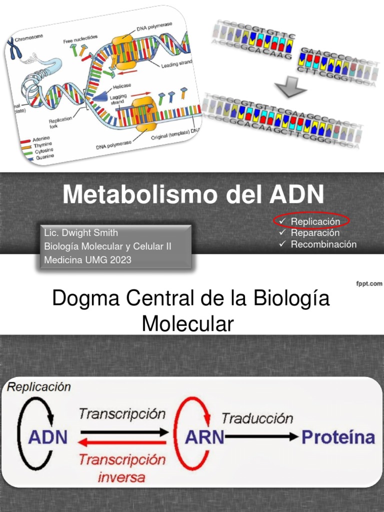 C3-Metabolismo del ADN | PDF | Replicación De Adn | Adn