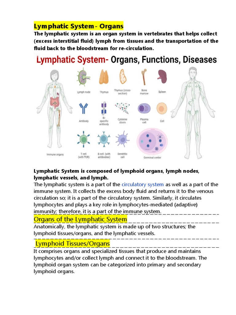 Lymphatic System Organs Pdf Lymphatic System Lymph