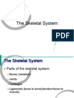 05 Skeletal System