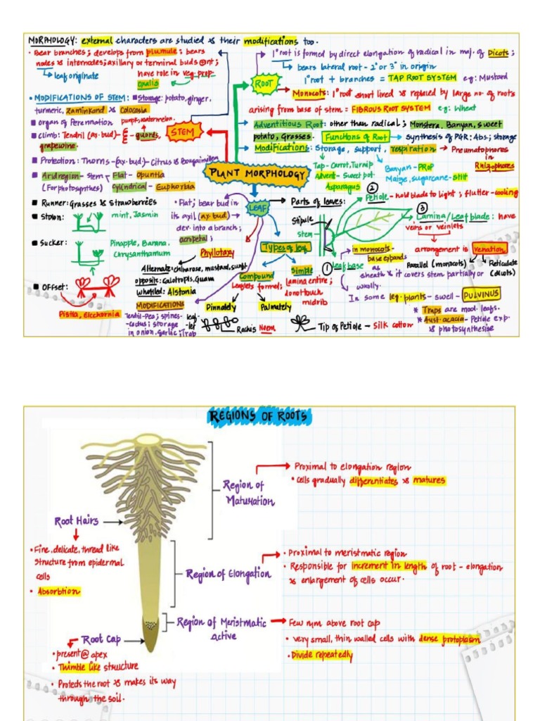 Plant Morphology PDF