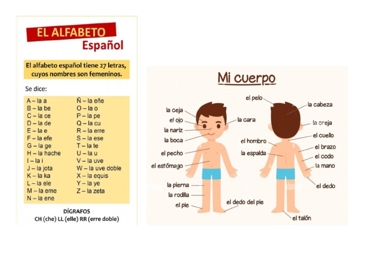Alfabeto + Partes Del Cuerpo | PDF