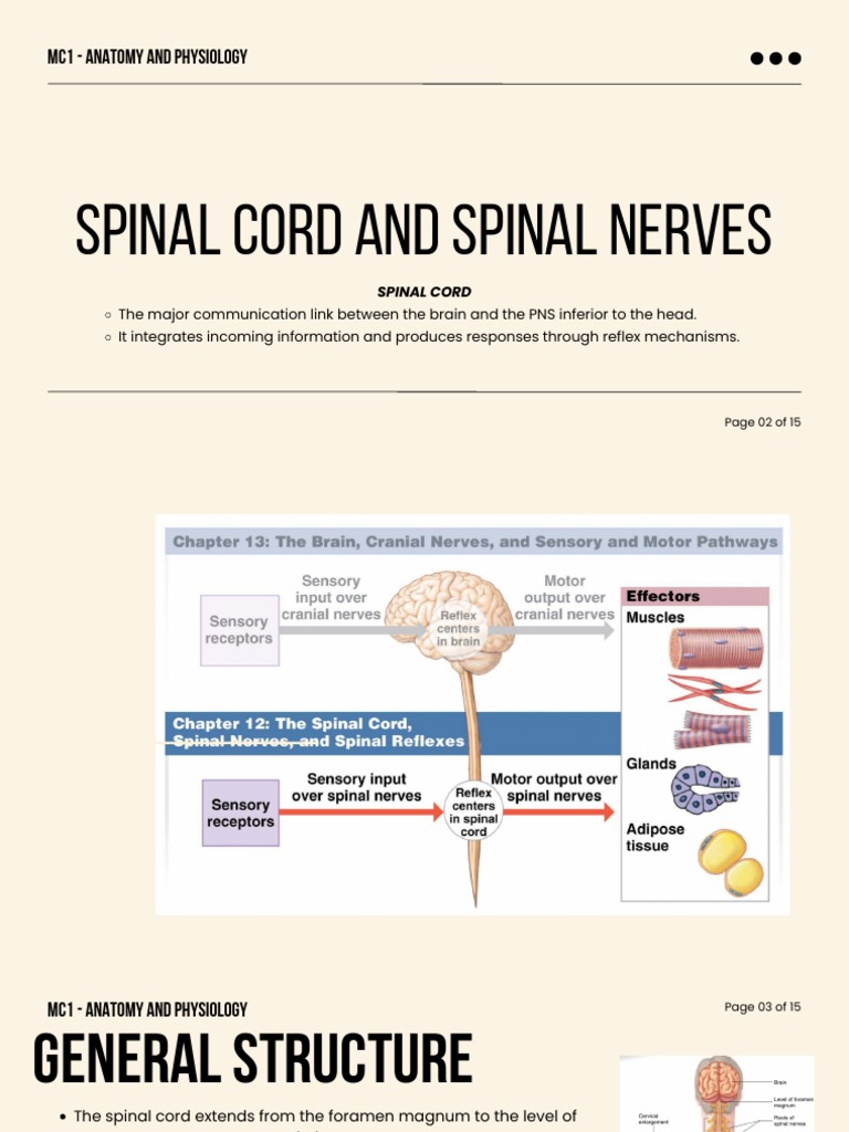 Spinal Cord and Nerves Overview | PDF | Vertebral Column | Spinal Cord