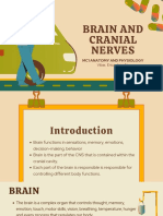Brain and Cranial Nervesa