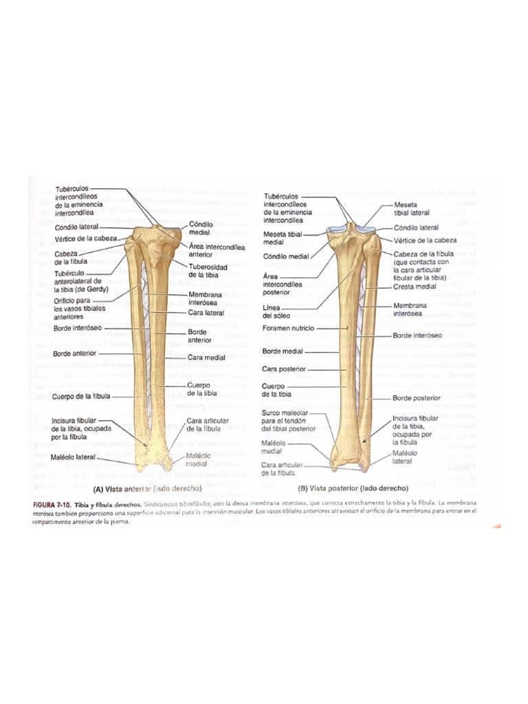 Tibia | PDF