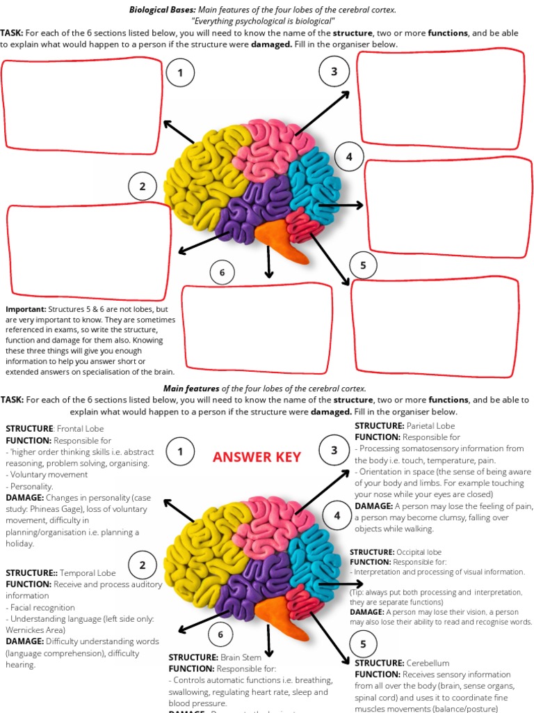 Cerebral Cortex Lobes and Functions | PDF | Brainstem | Brain