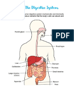 3.3 - The Digestive System
