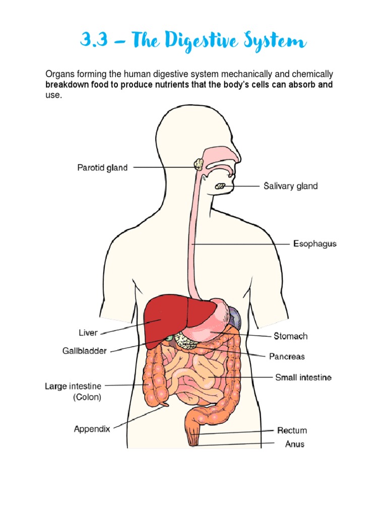 3.3 - The Digestive System | PDF