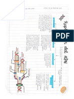 DNA y RNA ByBM Ordinario