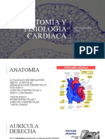 Anatomía y Fisiología Cardiáca