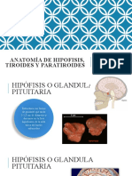 2 SEMESTRE TEMA 6 Anatomia de Hipofisis, Tiroides y Paratiroides