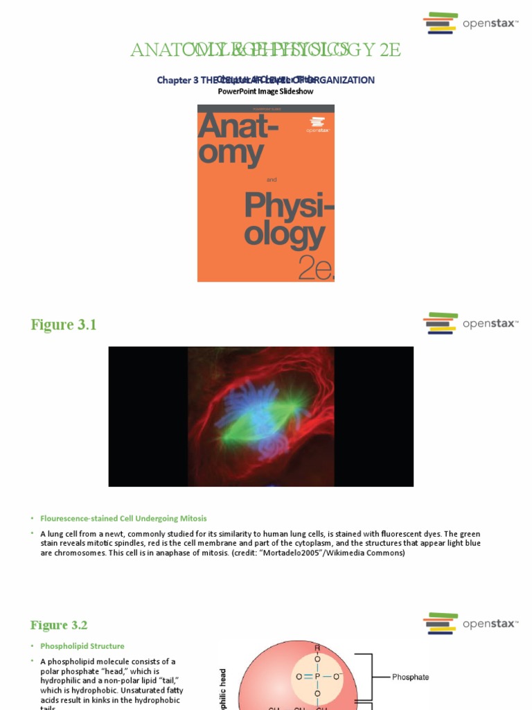 Anatomy and Physiology 2e-Ch03 | PDF | Endoplasmic Reticulum ...