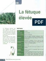 La Fetuque Élevée