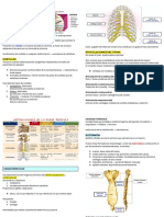 Topografía Del Tórax