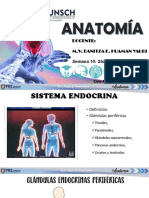 Sistema Endocrino Ii