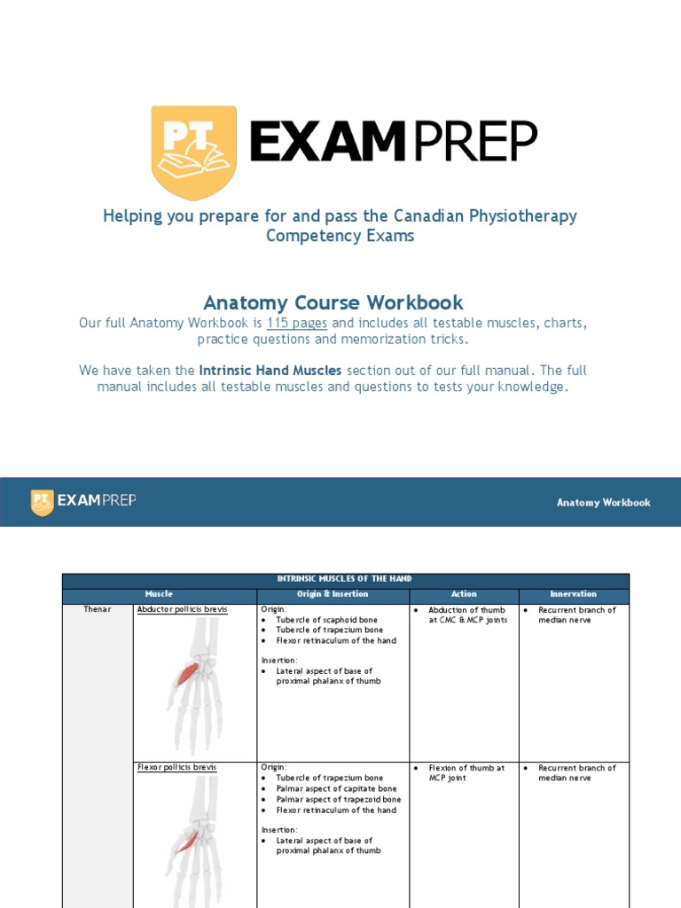 Anatomy Workbook Intrinsic Hand Muscles PDF Thumb Hand